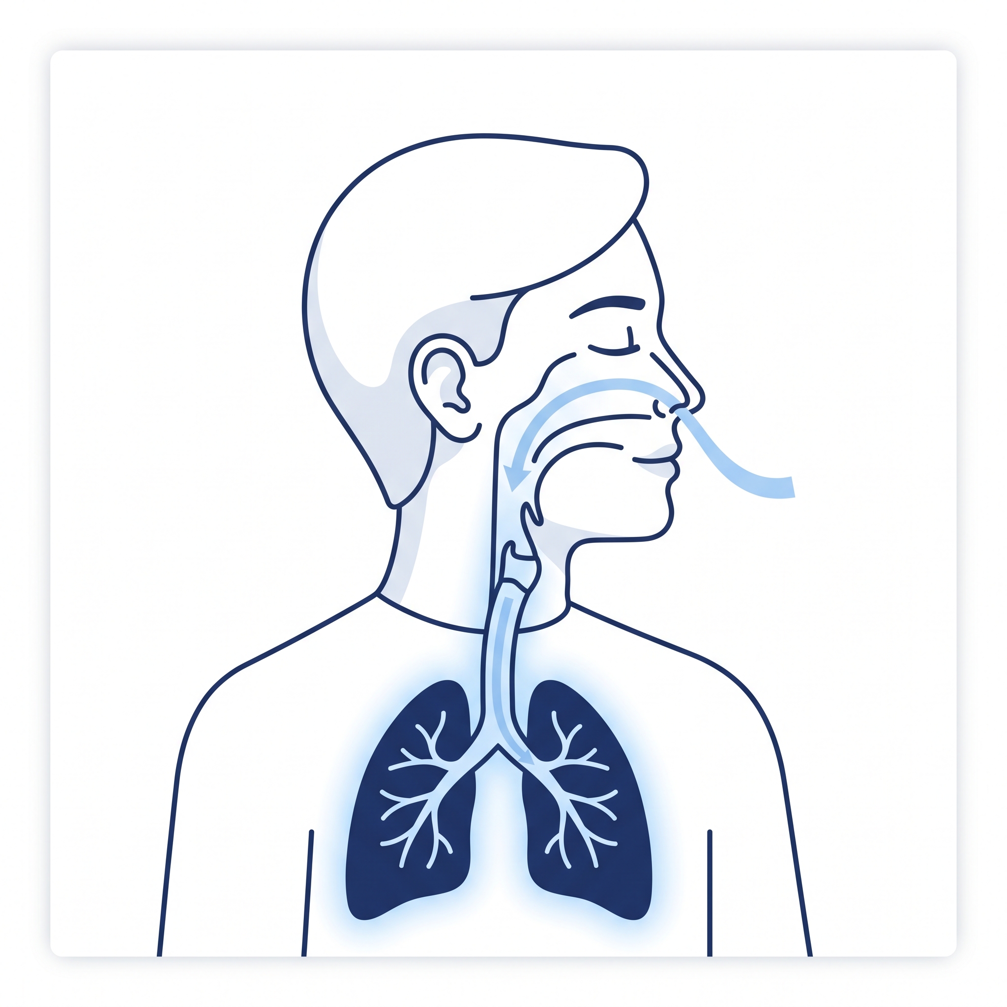 Air flowing into the body on inhale
